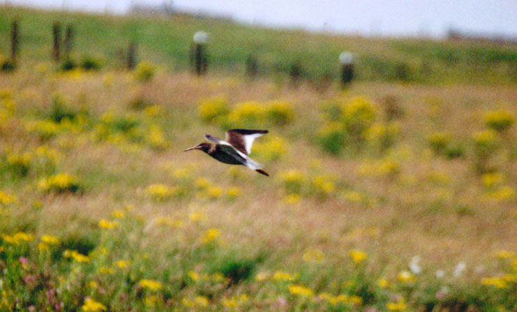 Limicolo alle Shetland:  Pettegola (Tringa totanus)